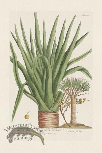 BEE 358 The Dragon-Tree